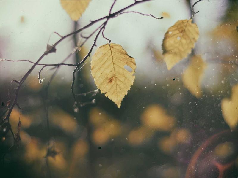 气味图书馆<br>qyi4ujty.cn 雨后泥土芬芳